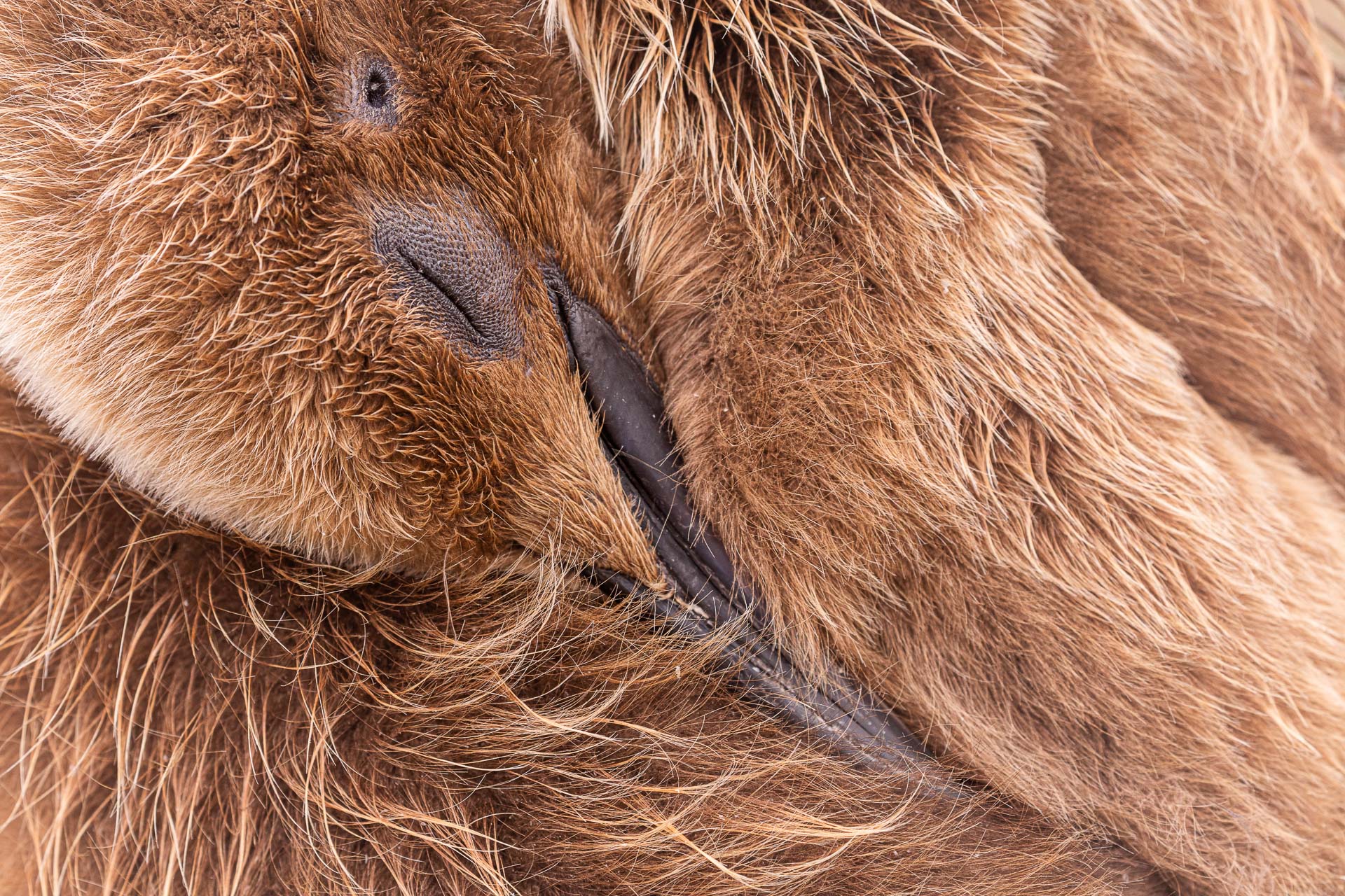 bird photographer of the year king penguin chick