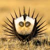 bird photographer of the year sage grouse 