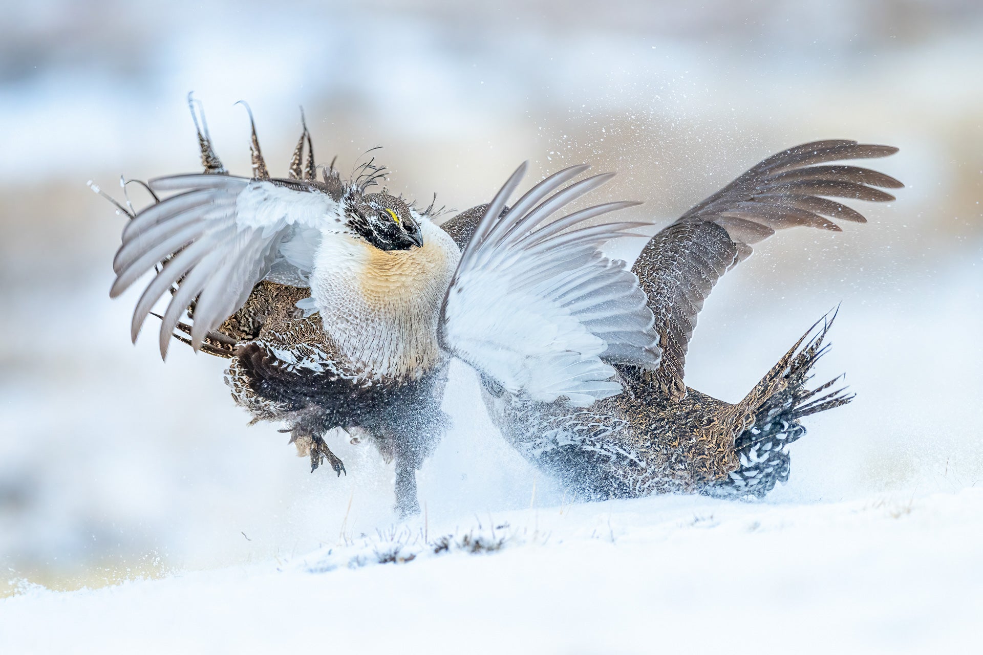 bird photographer of the year sage grouse duel