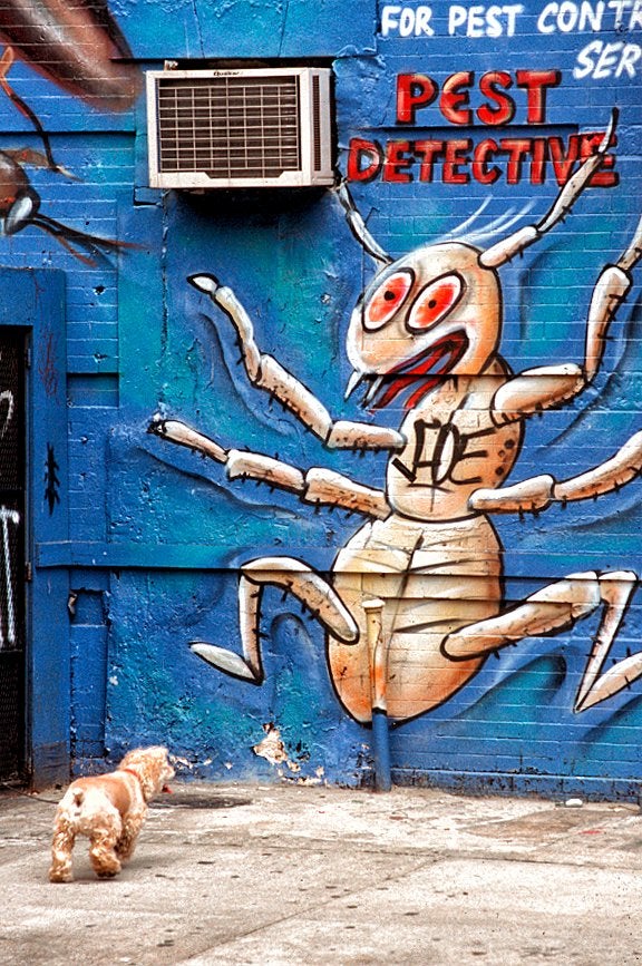 graffiti street art giant bug