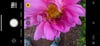 A close-up of a pink flower.