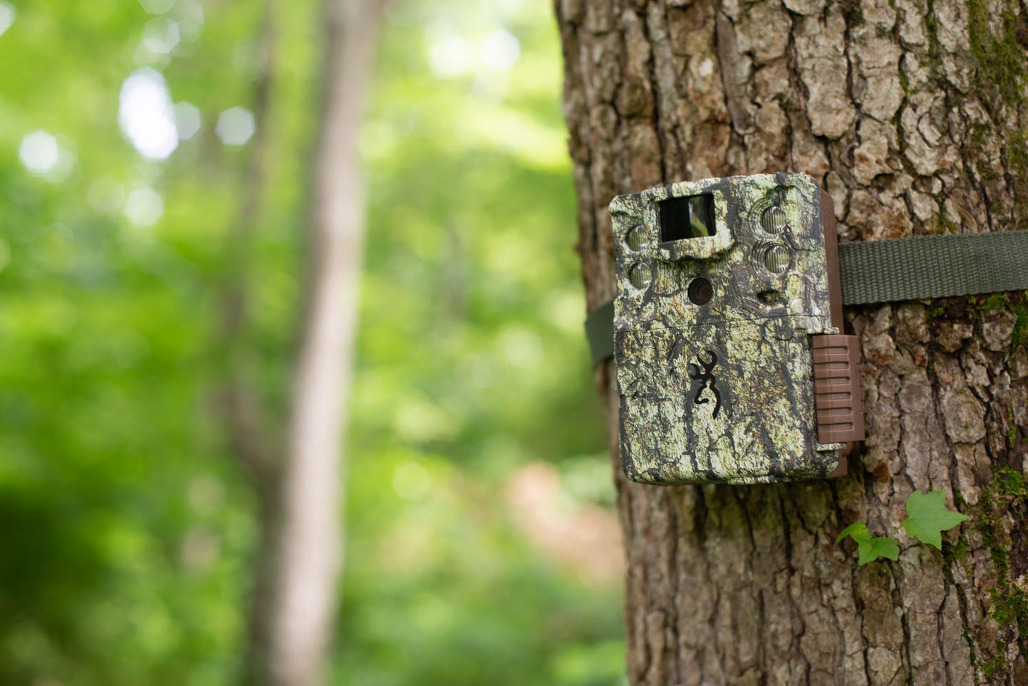 How to use a trail camera for hunting