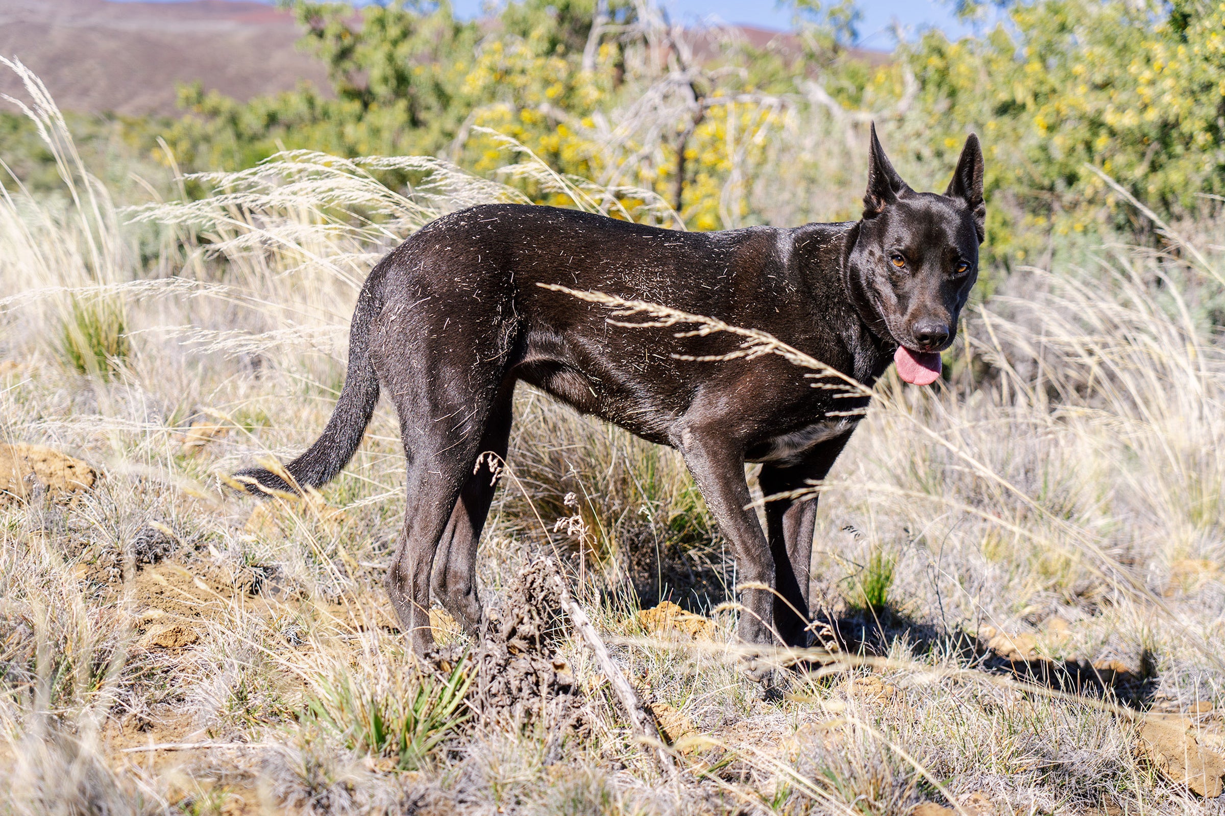 A photo of a dog in a field