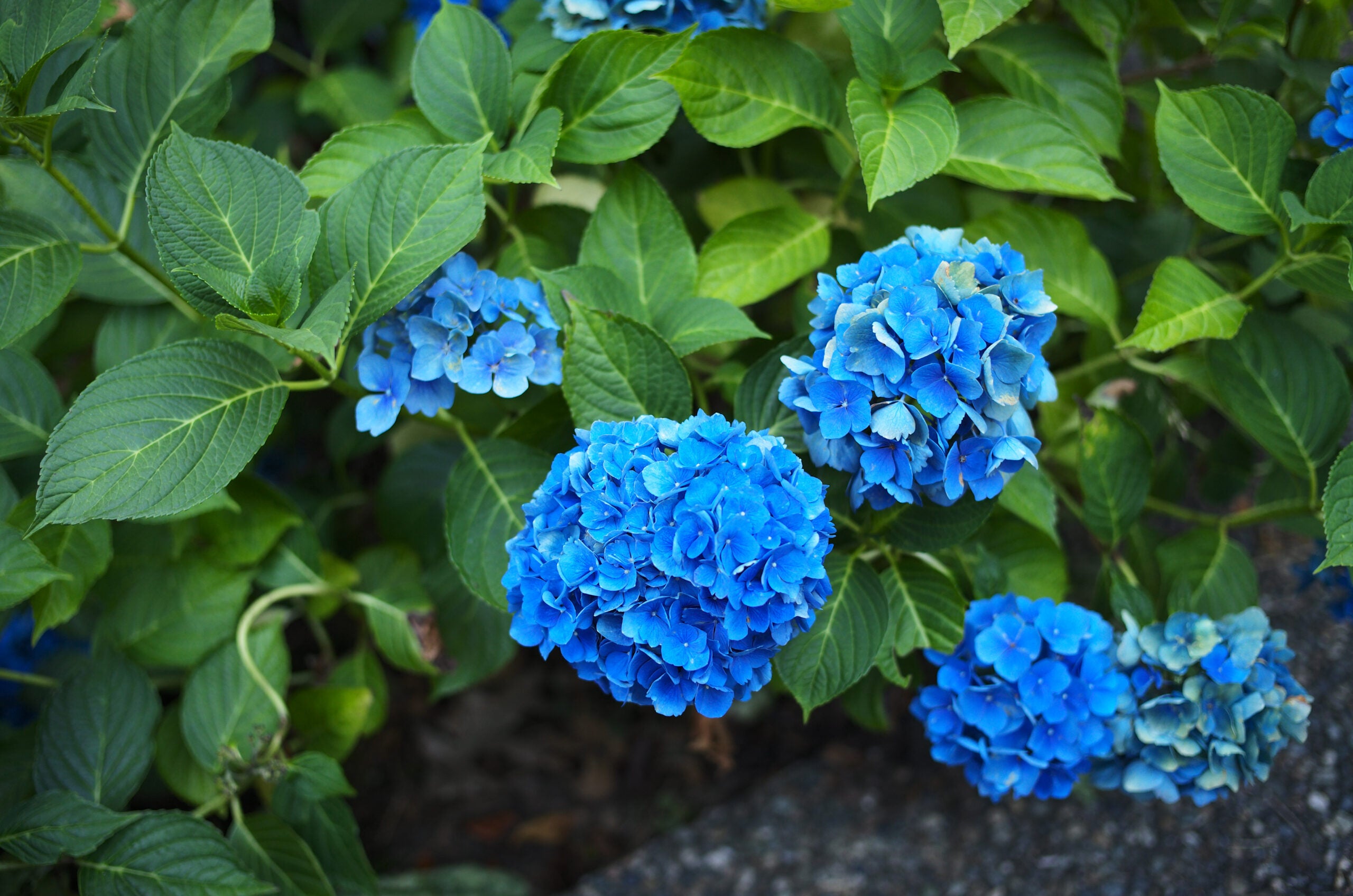 Blue and green flowers.