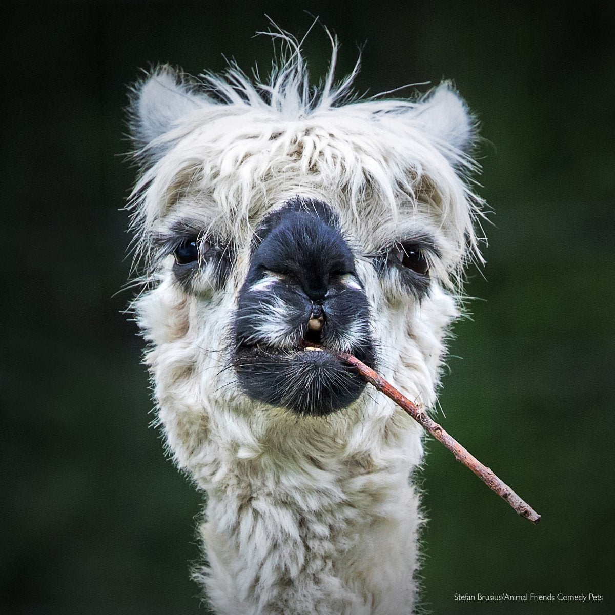 Smokin' Alpaca “He looks like he is smoking a cigar.”