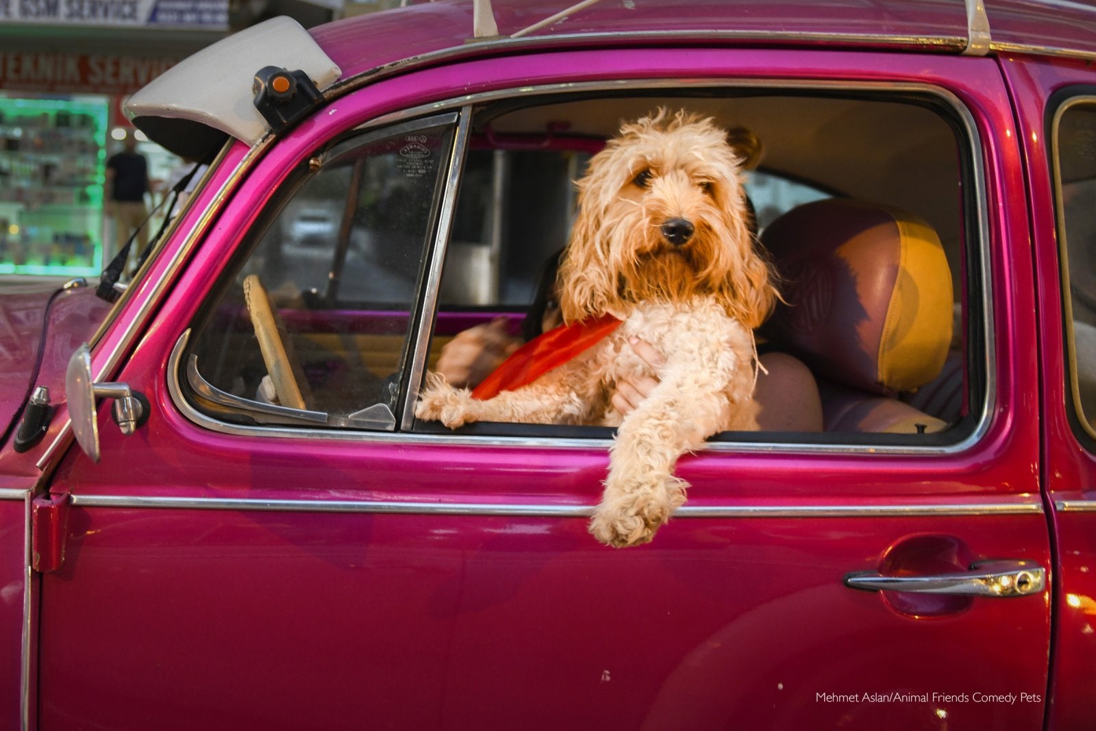 A dog sitting in the drivers' seat of a car.