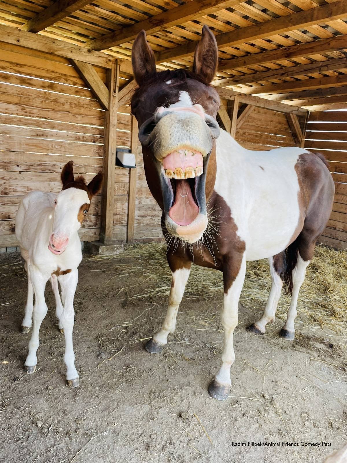 Goofy horse with a big smile.