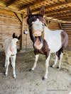 Goofy horse with a big smile.