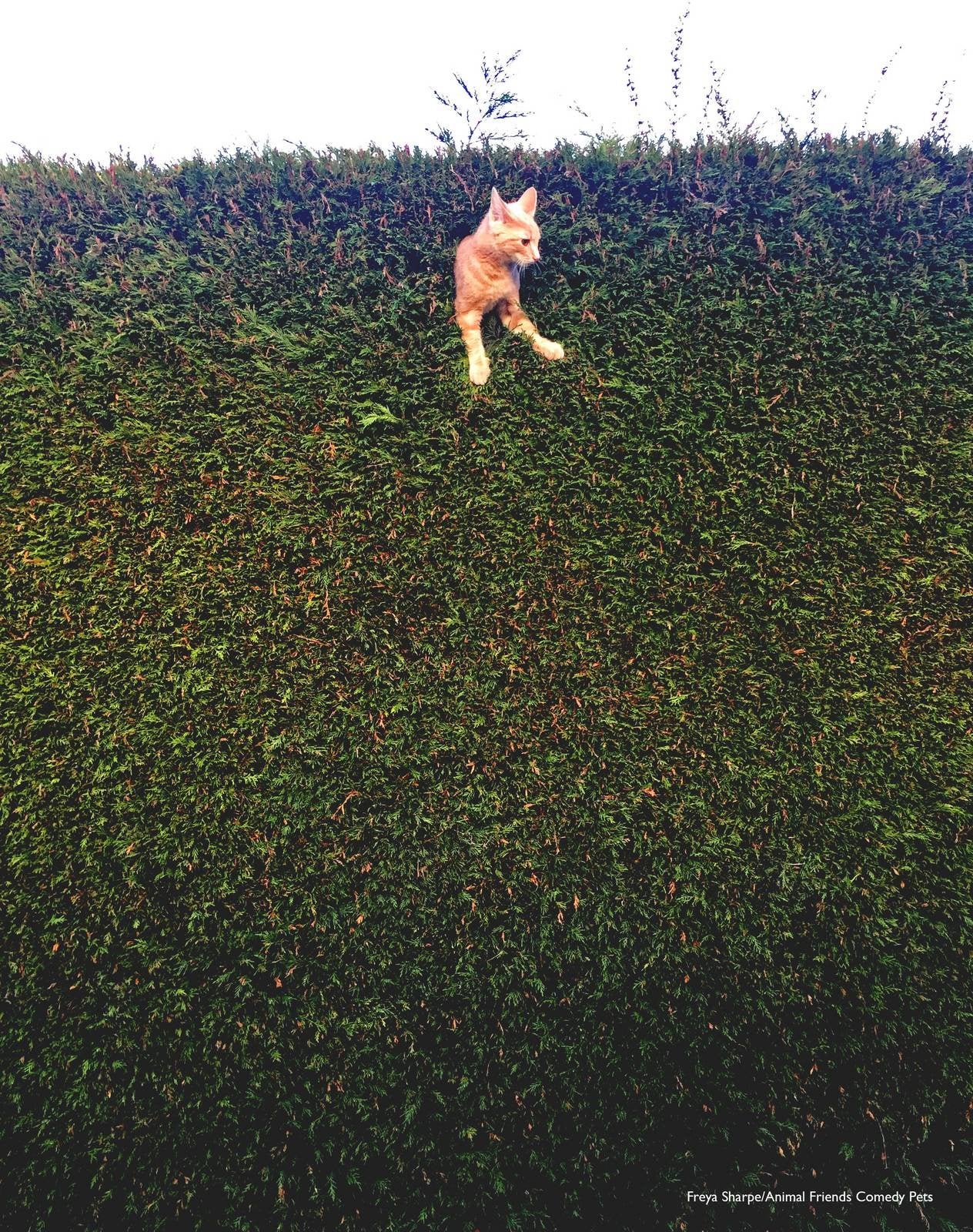A cat stuck atop a tall hedge.