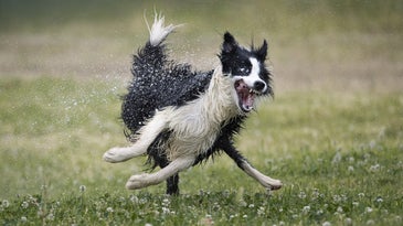 Laugh it up fuzzball - the year's funniest pet photos