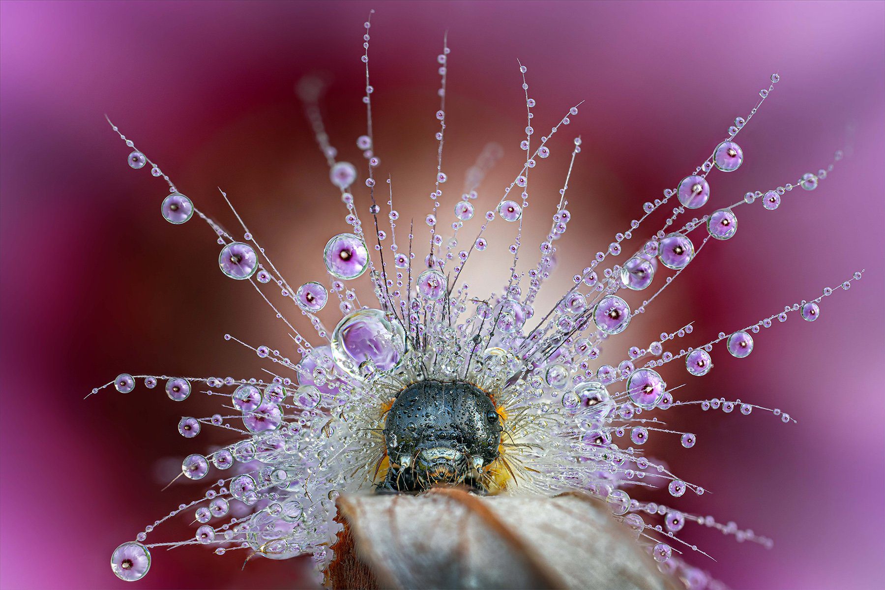 Bug close-up made using the new Venus Optics 58mm f/2.8 2x macro.