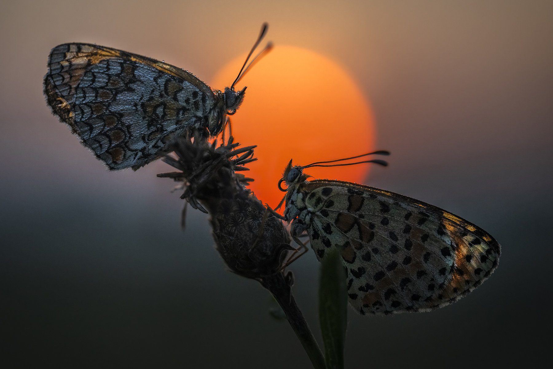 Photo of butterflies made using the new Venus Optics 58mm f/2.8 2x macro.