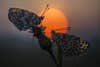 Photo of butterflies made using the new Venus Optics 58mm f/2.8 2x macro.