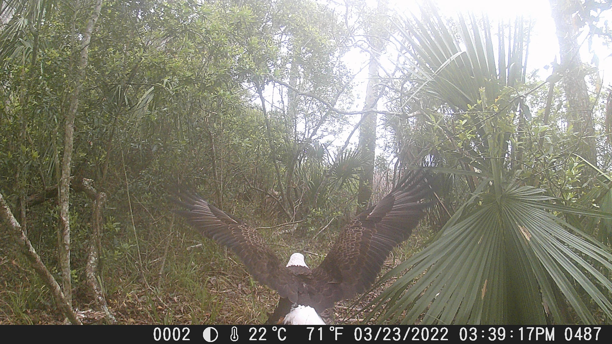 Trail cameras can catch some cool action.