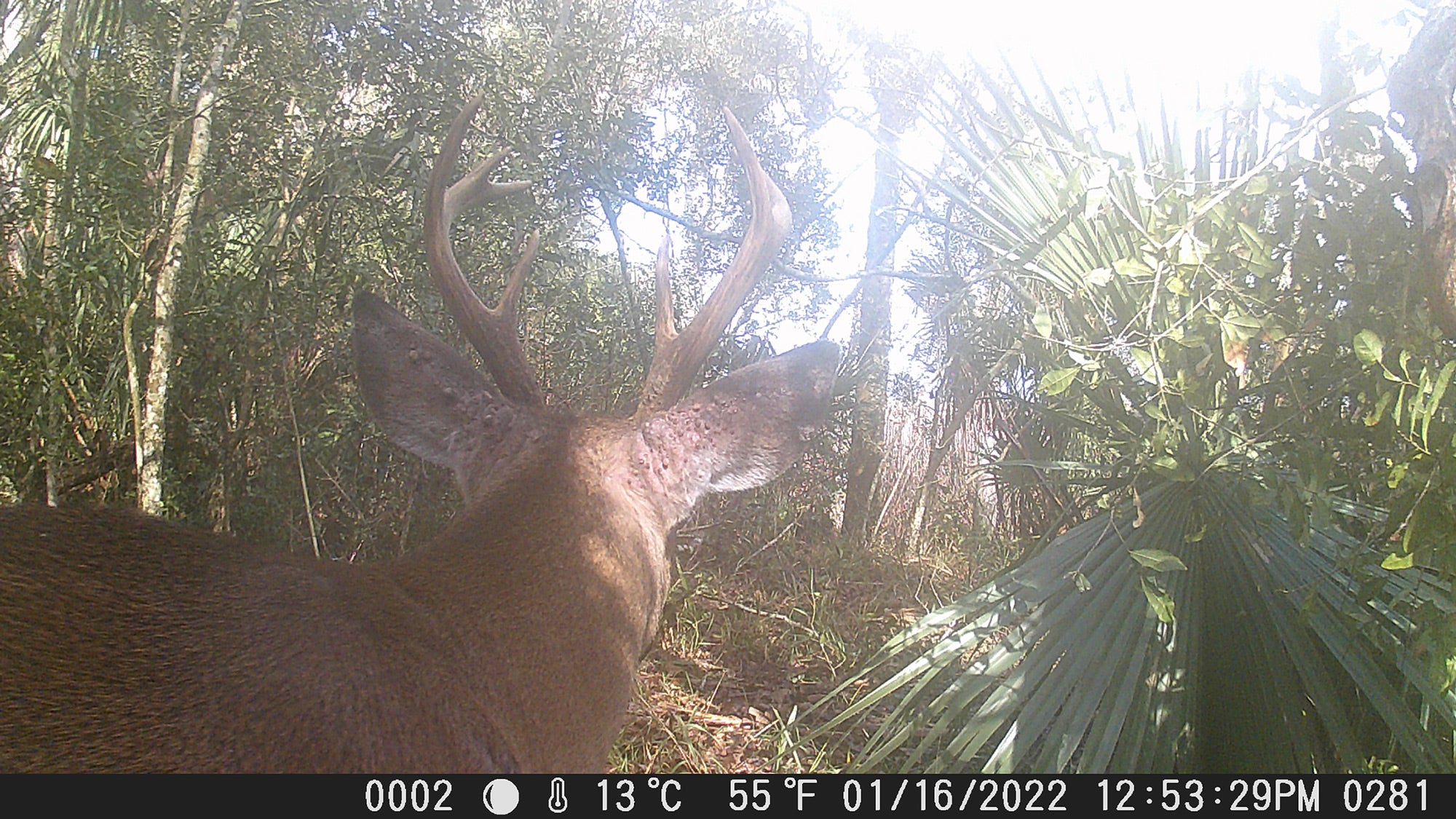 How to use a trail camera successfully