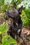 The Sony 16-35mm f/4 G was able to quickly and quietly focus on my moving dog.