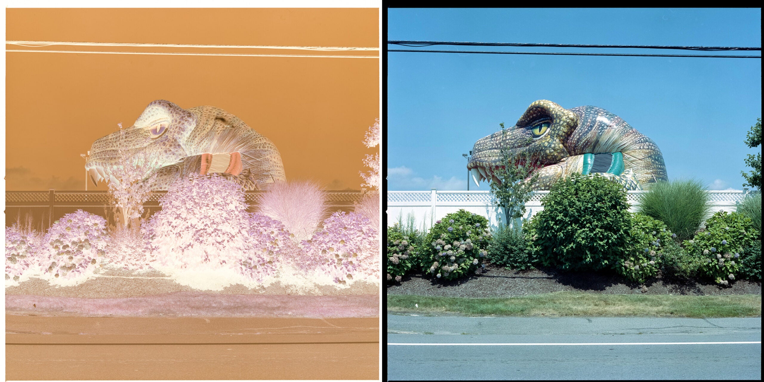 Left: A Portra 400 negative shot on a Hasselblad 500 C/M Right: The converted film scan via Lomography's DigitaLIZA Lab.