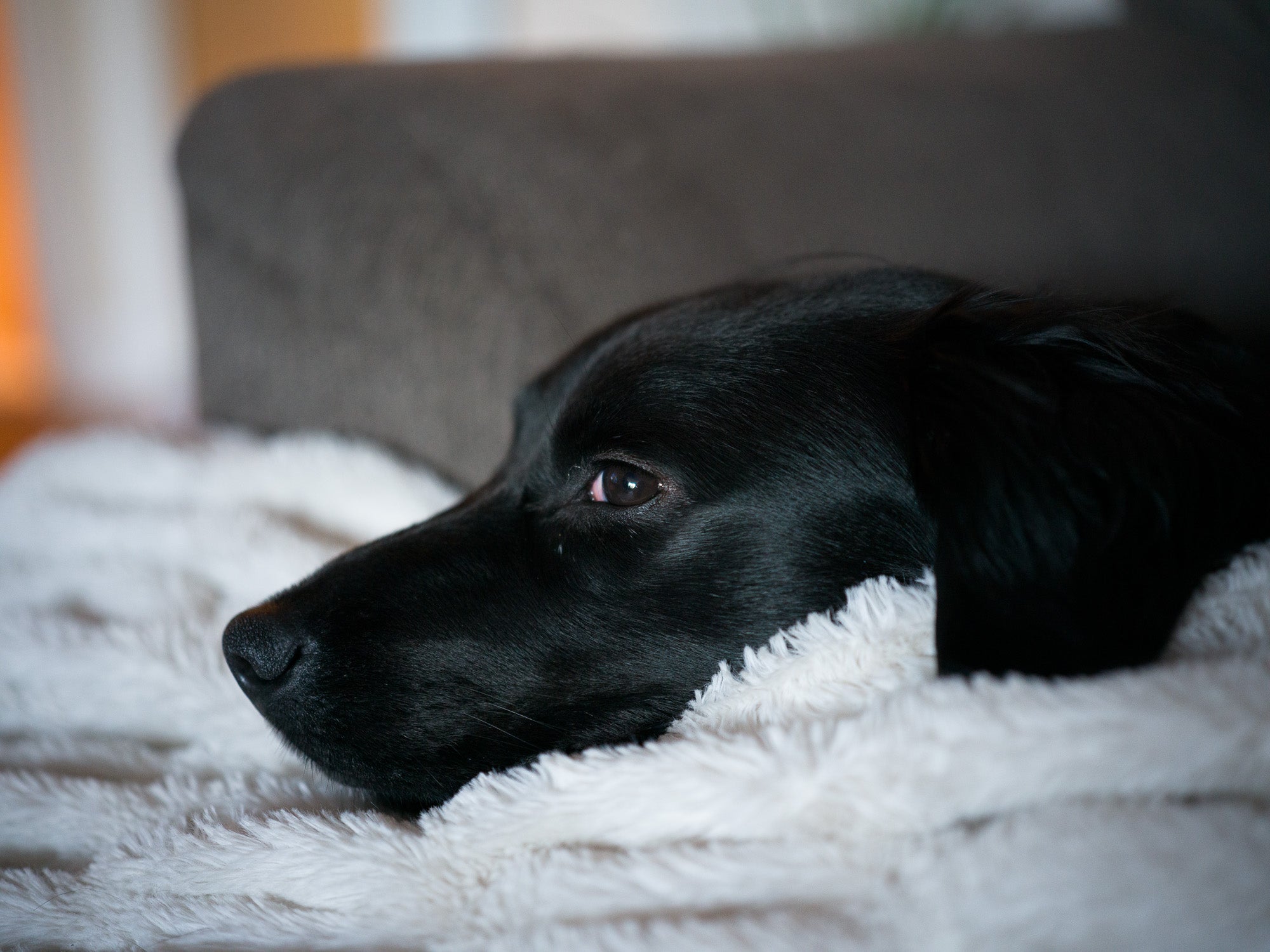 Hasselblad X2D 100C review sample image black dog at high ISO