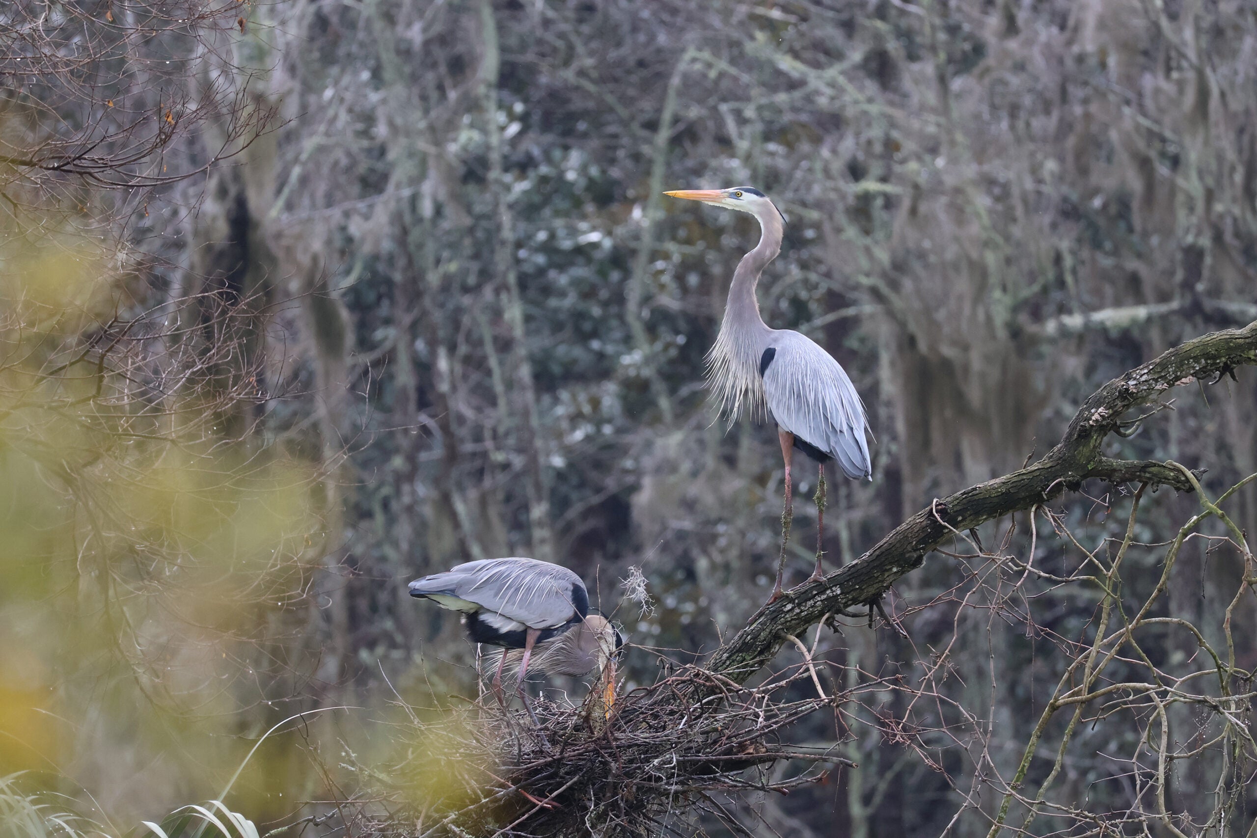 Two birds nested in a tree