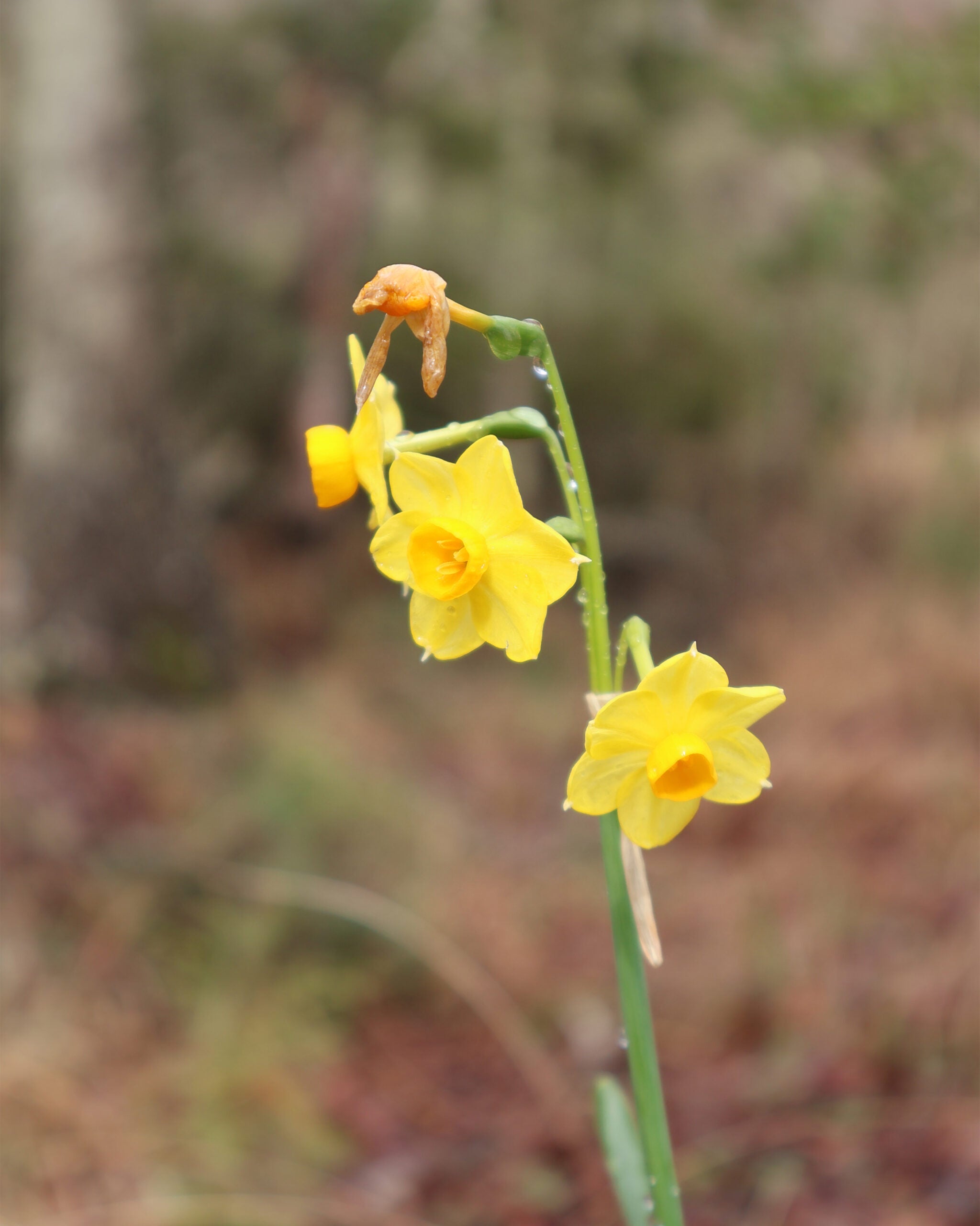 Tiny yellow daffodils flowers