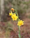 Tiny yellow daffodils flowers