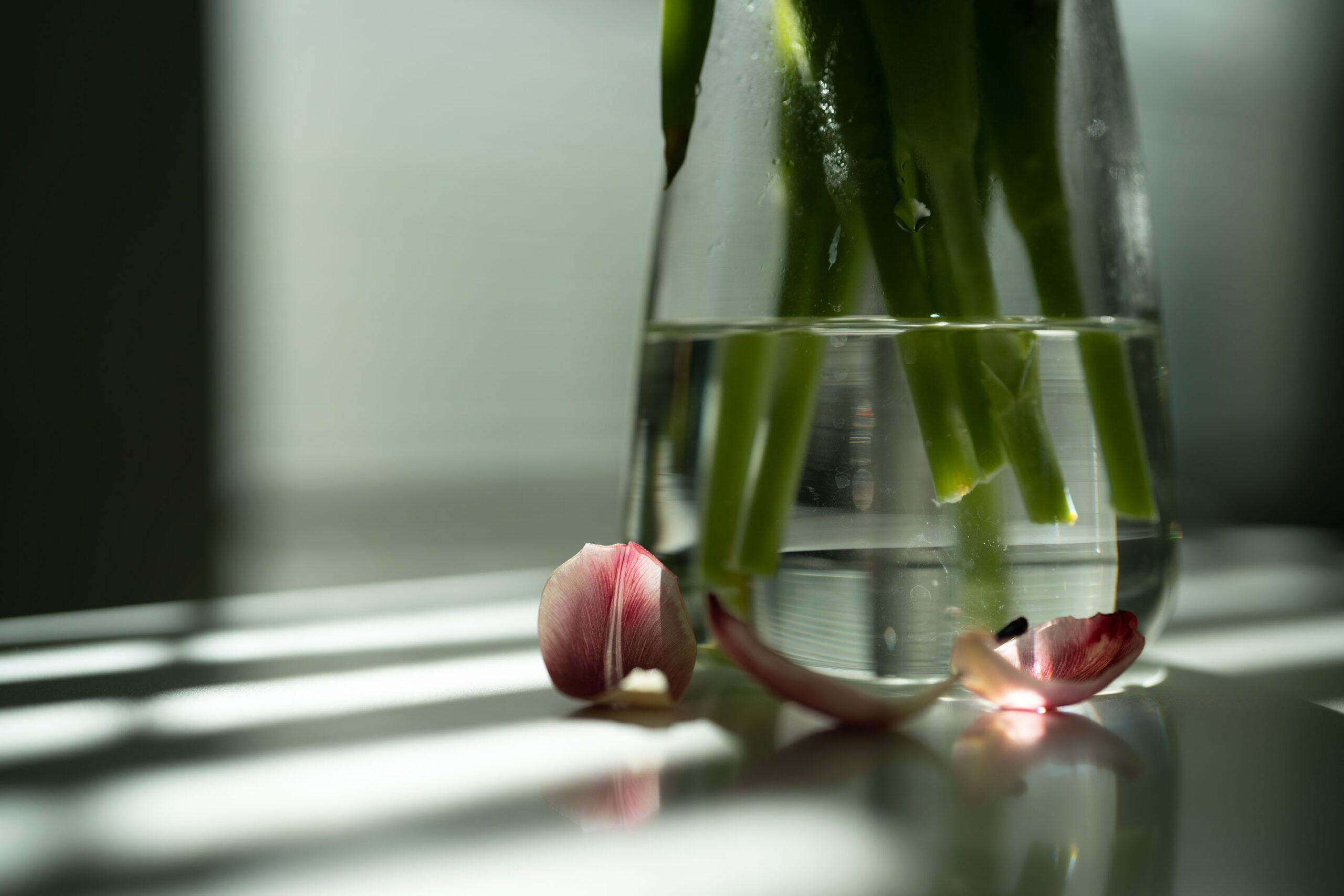 Tulip petals on a counter next to a glass vase