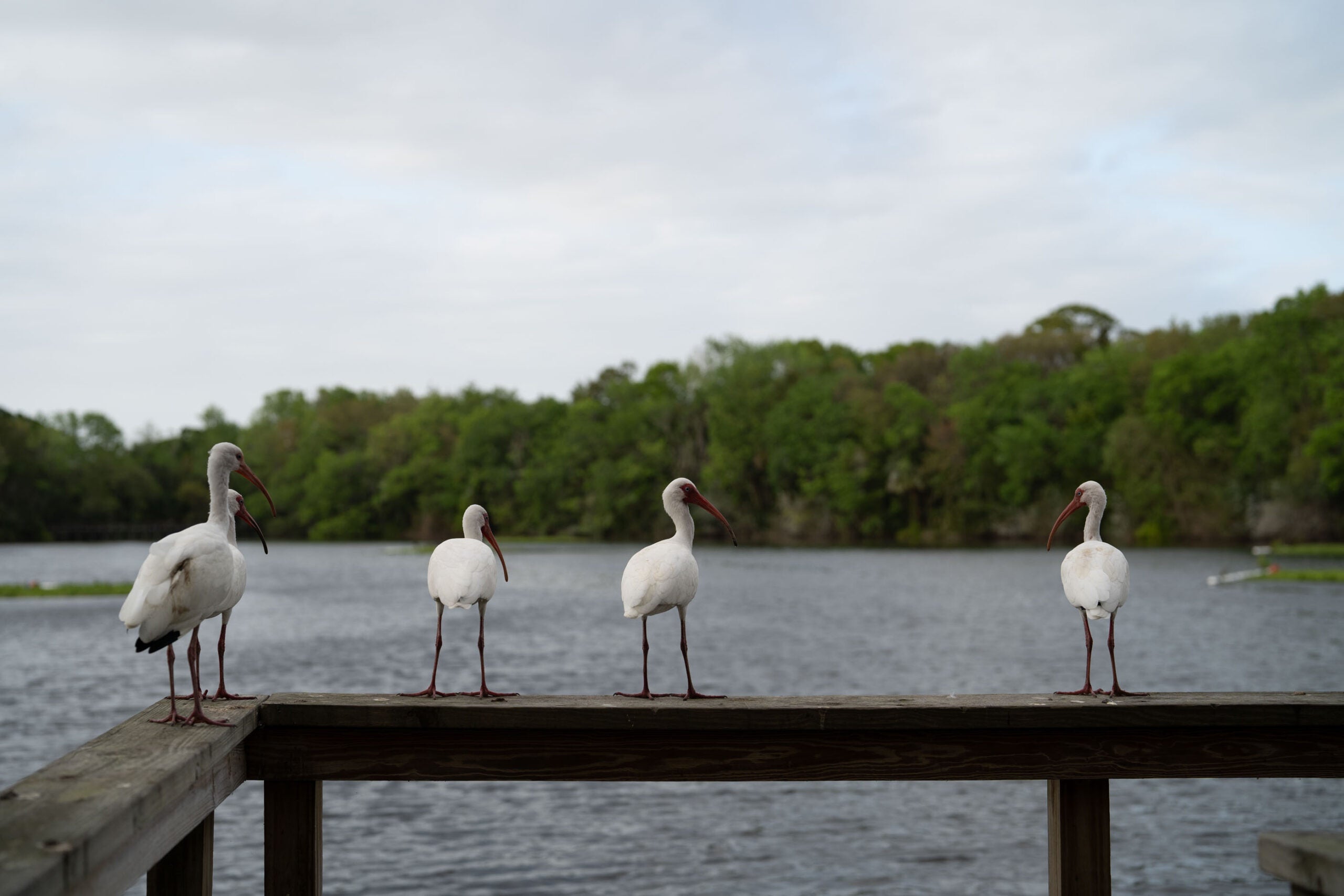Four white birds sitting on a dock in front of a lake