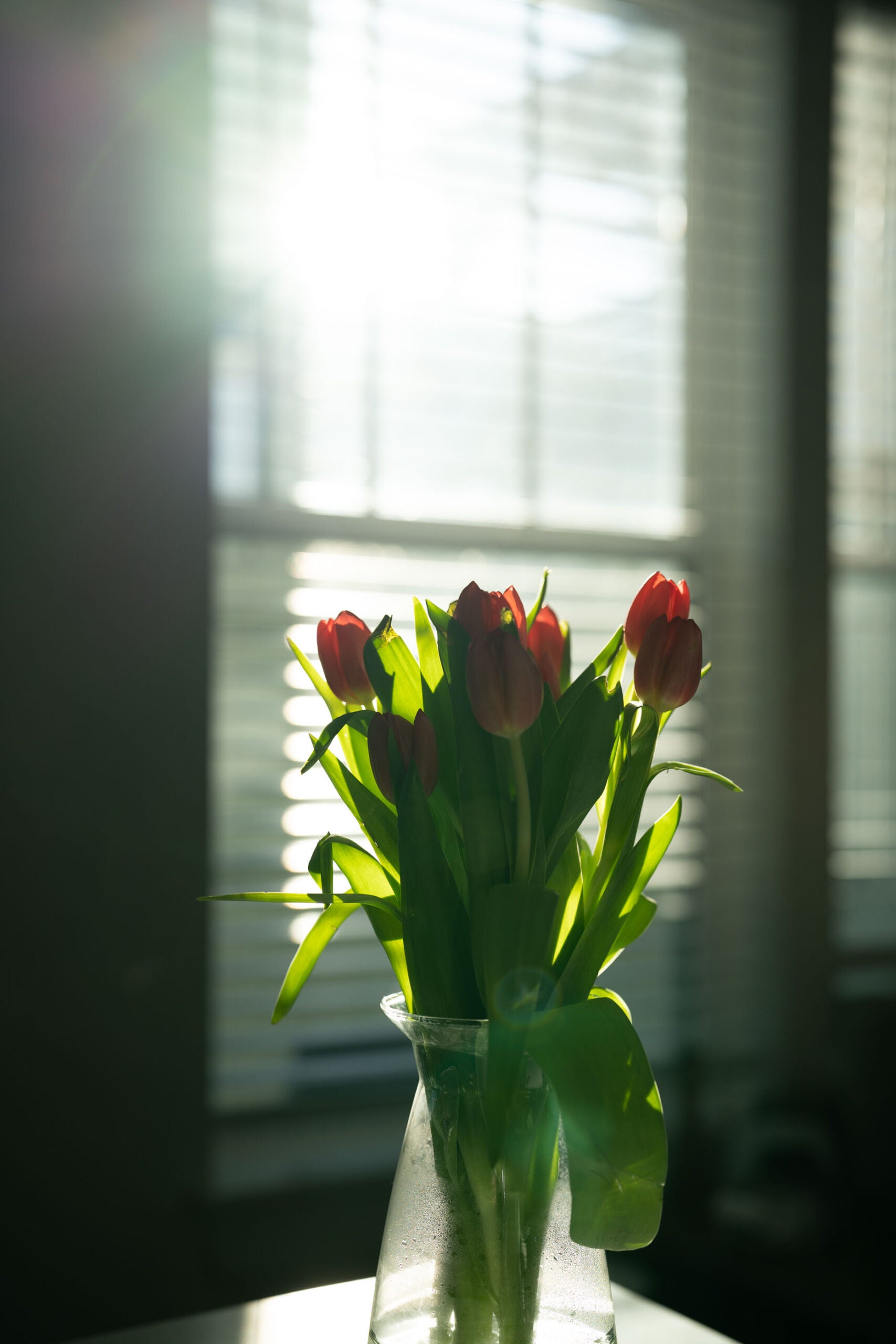A vase of red tulips in front of a window