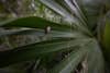 a snail on a palm leaf