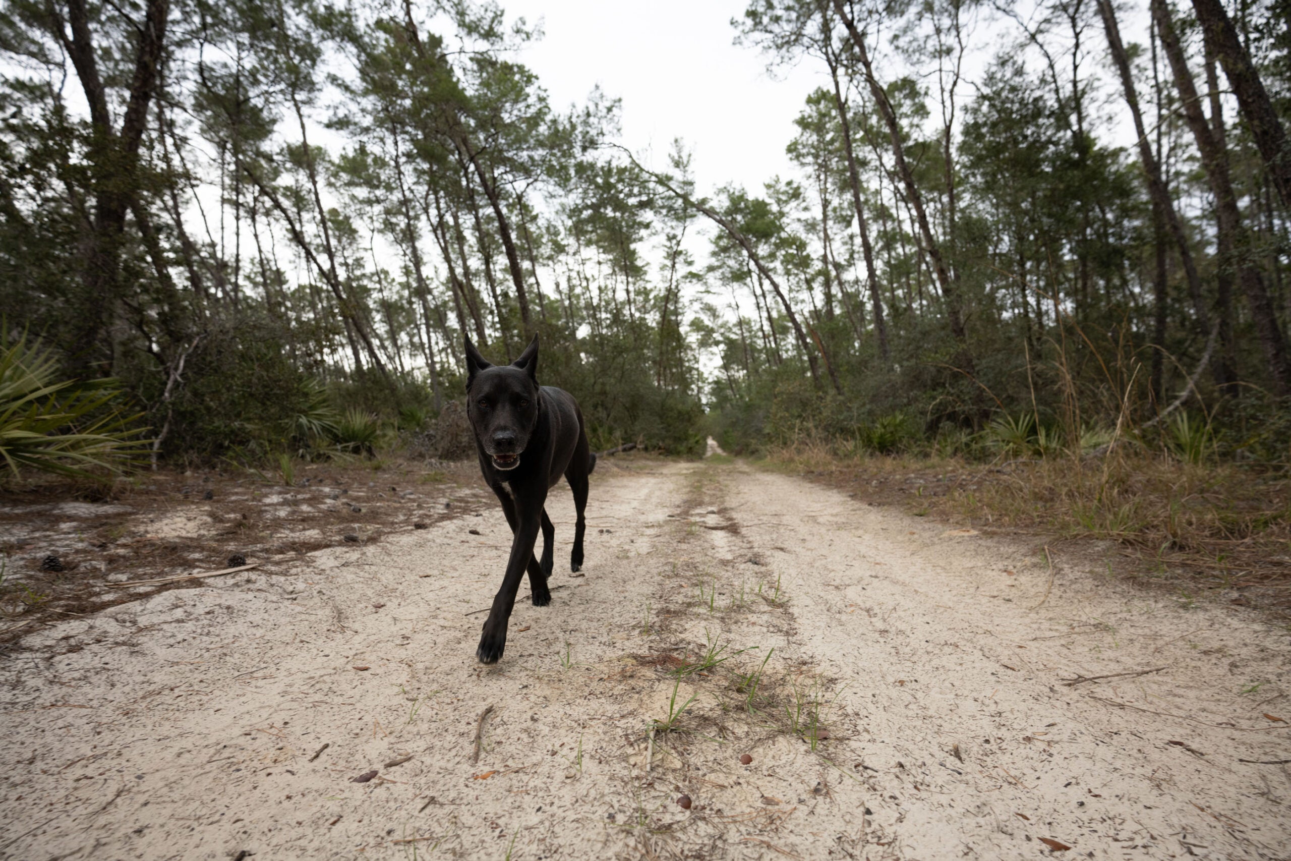 Photo of a black dog running down a dirt road
