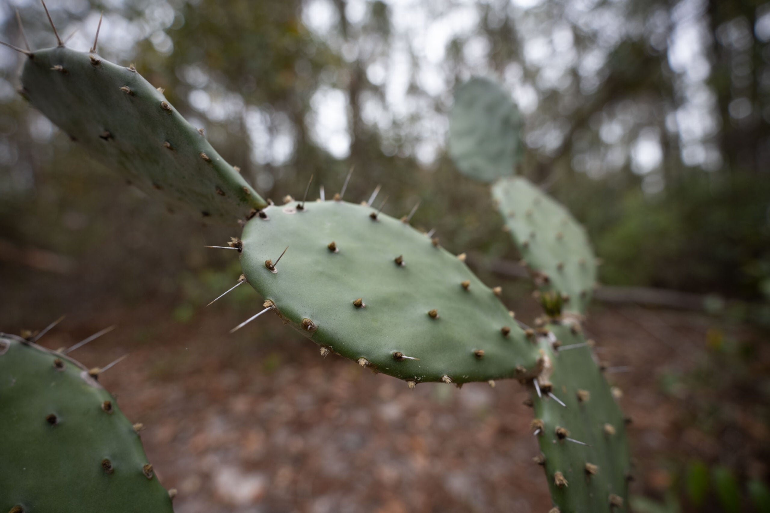 A cactus in the forest