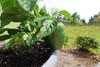 A photograph of a green bell pepper covered in raindrops