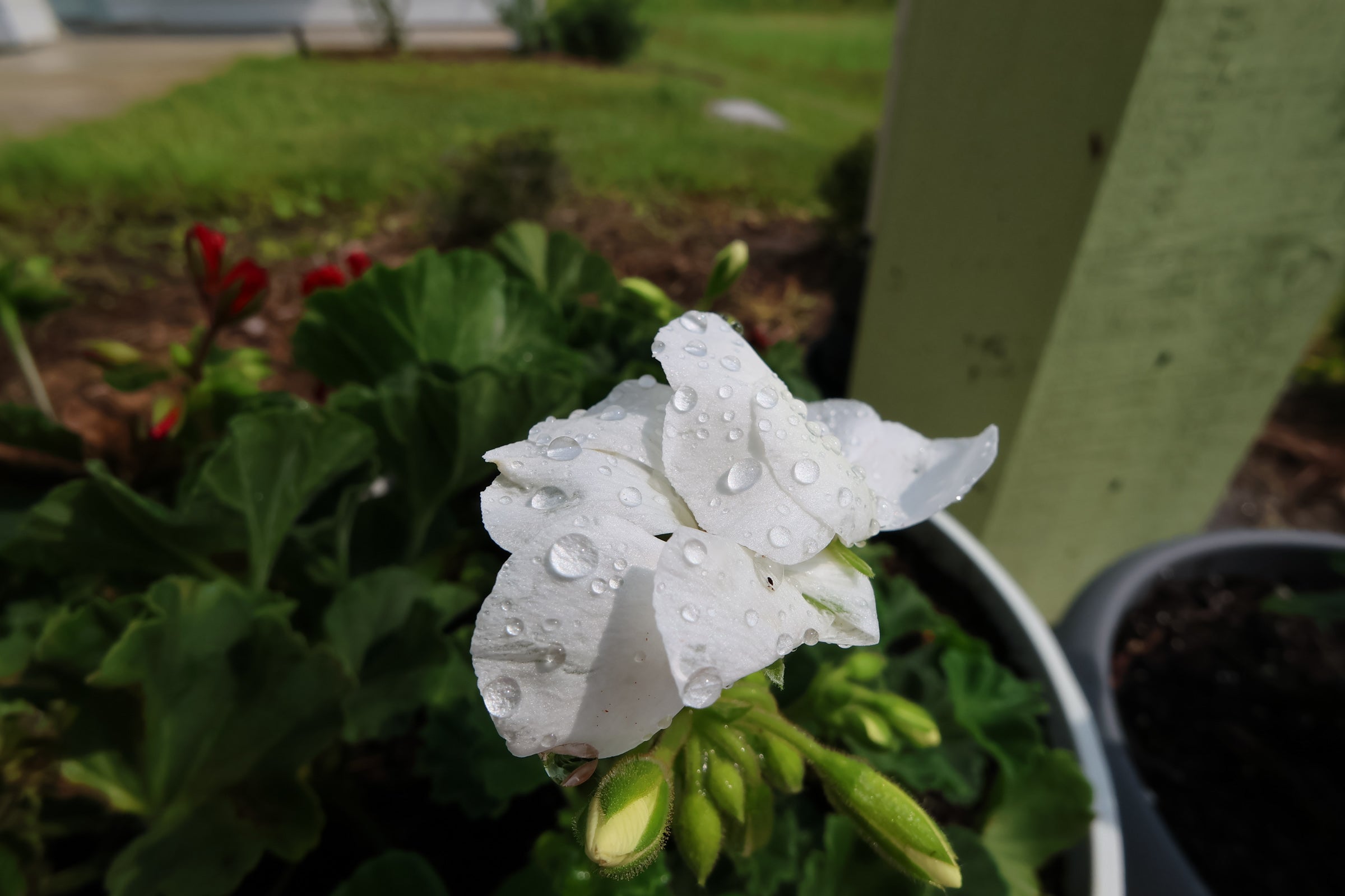 White flowers with raindrops on them