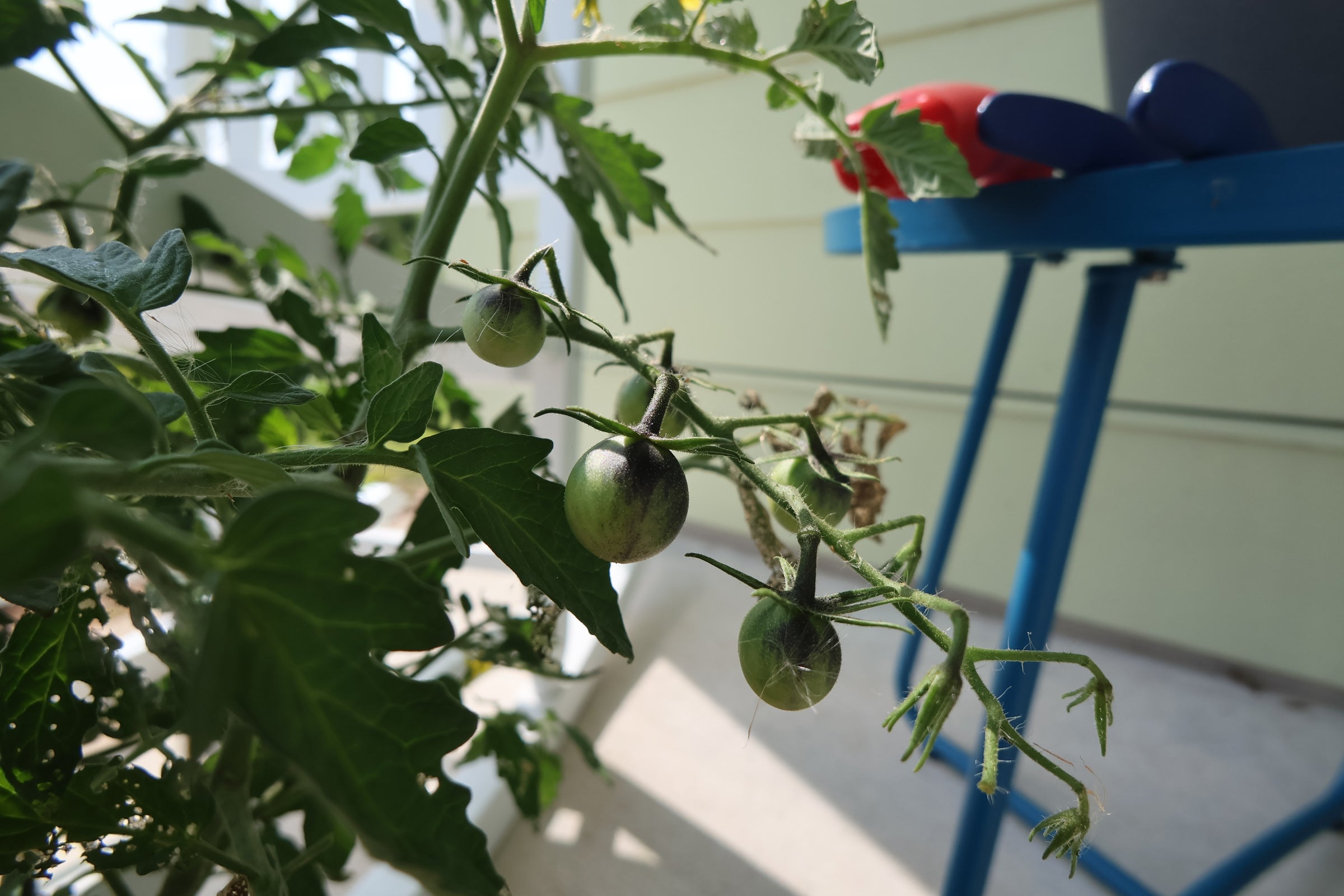 A photo of tomatoes on the plant