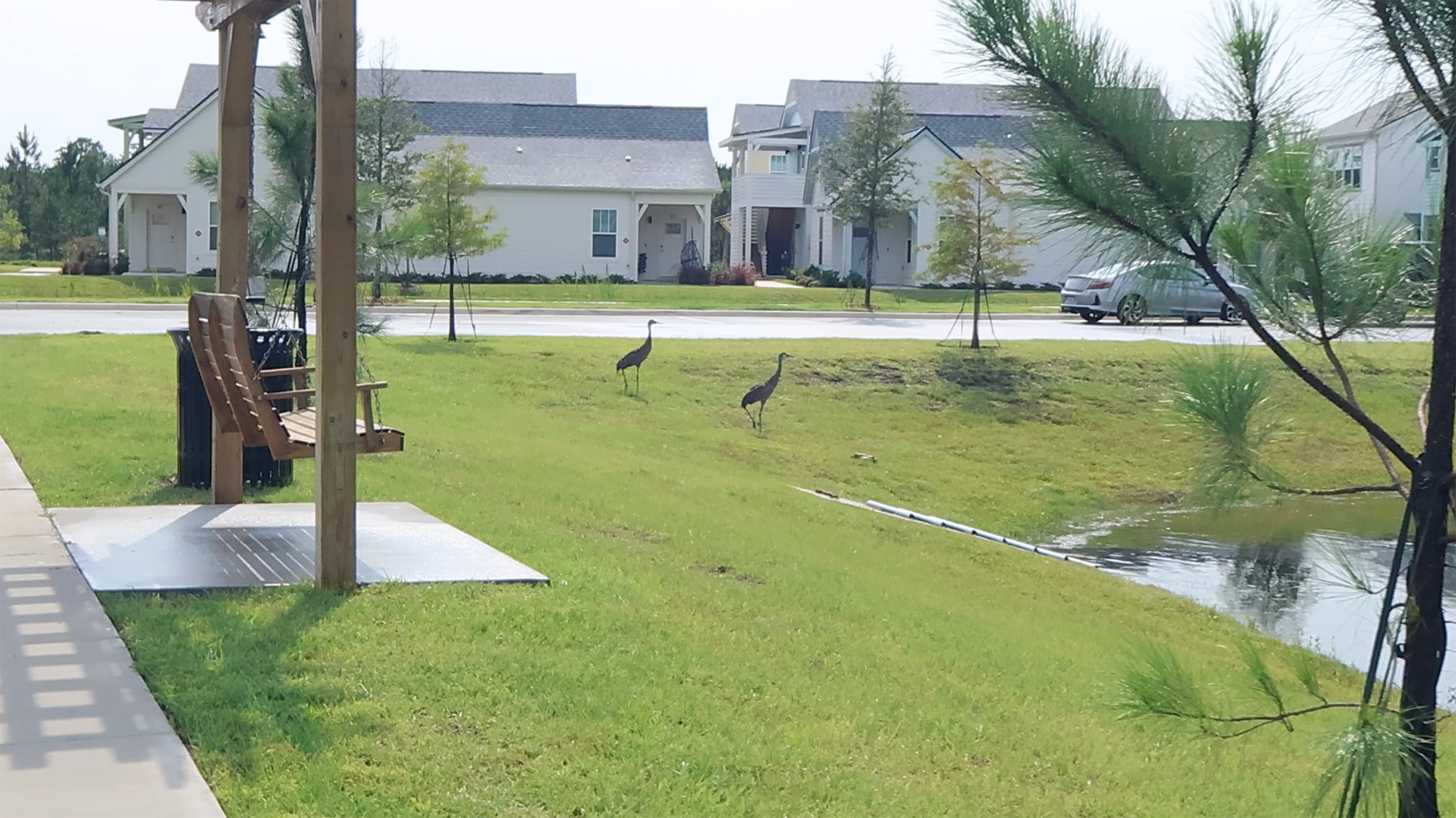 Two Sandhill Cranes walking through a neighborhood 