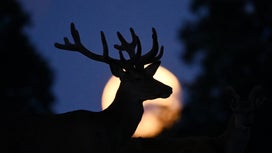 Catch a Buck Moon, luminous Venus, and more in the sky this July