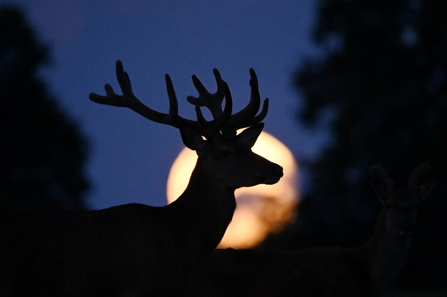 A buck in front of a full moon