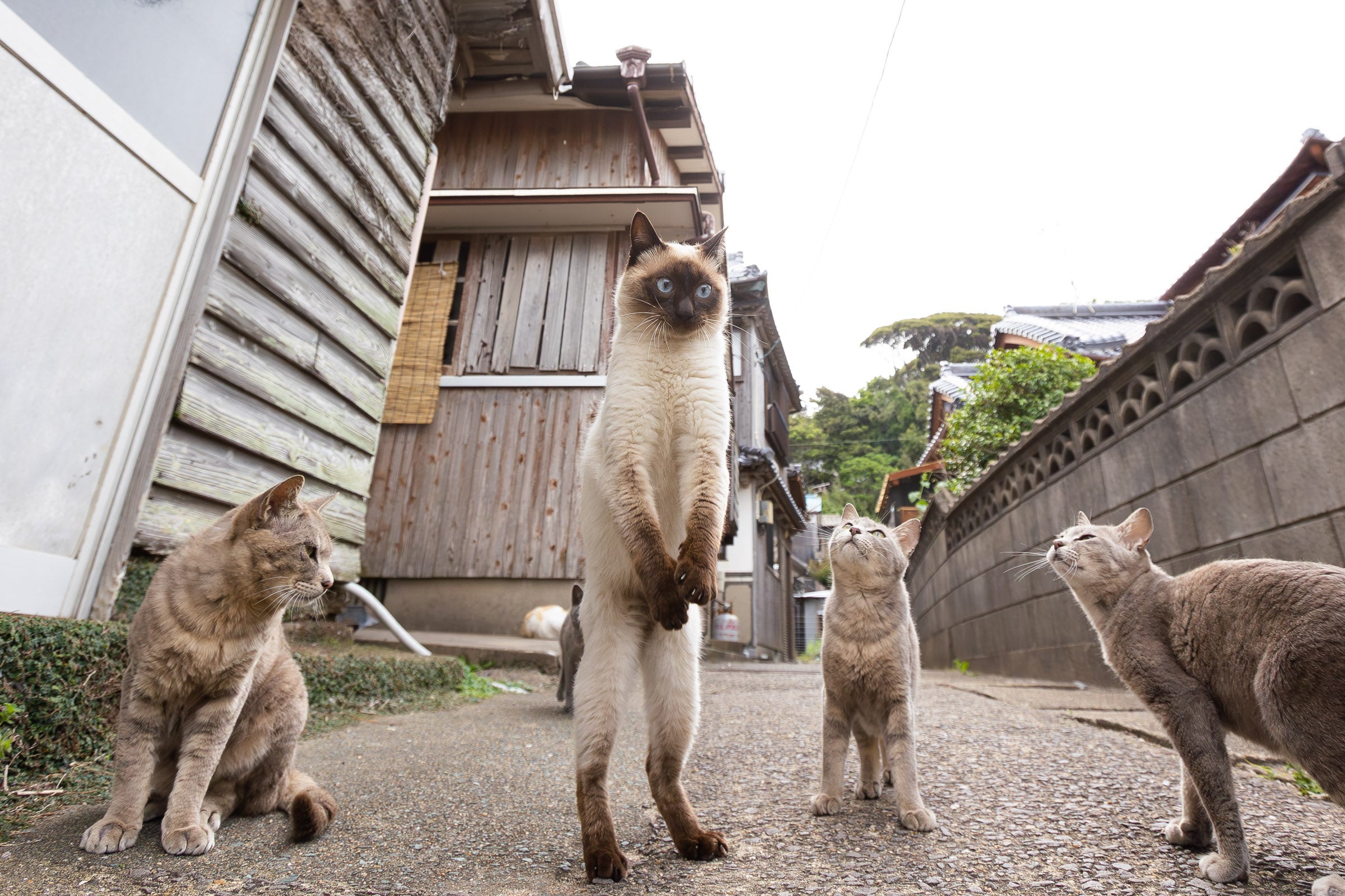 A group of cats surrounds and looks at another on its hind limbs. 