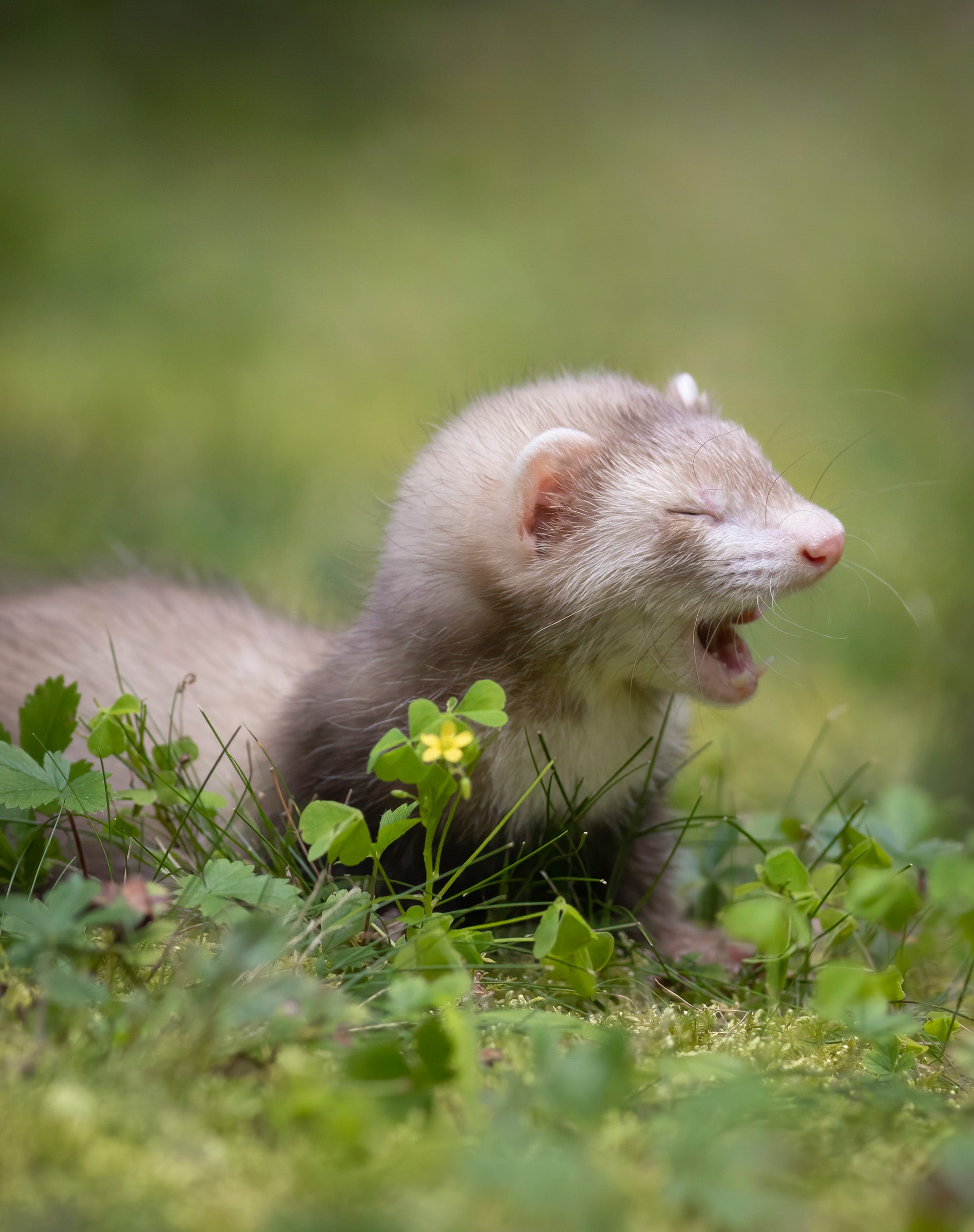 A tiny ferret yawns while in a green field.