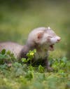 A tiny ferret yawns while in a green field.