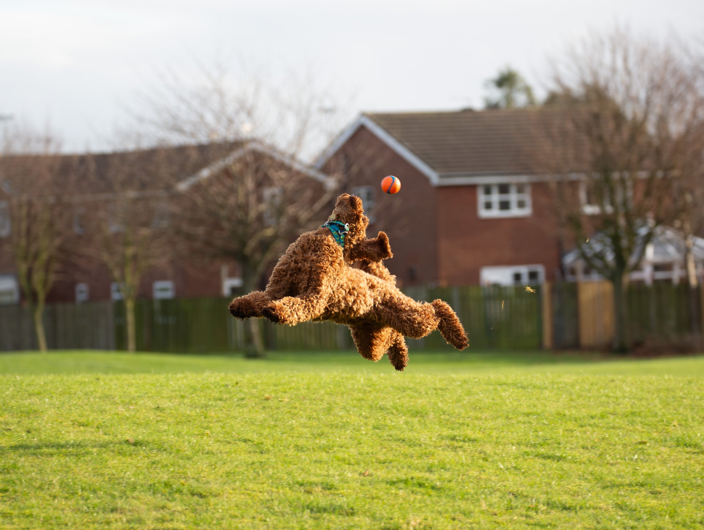 a dog leaps across a field trying to catch a ball
