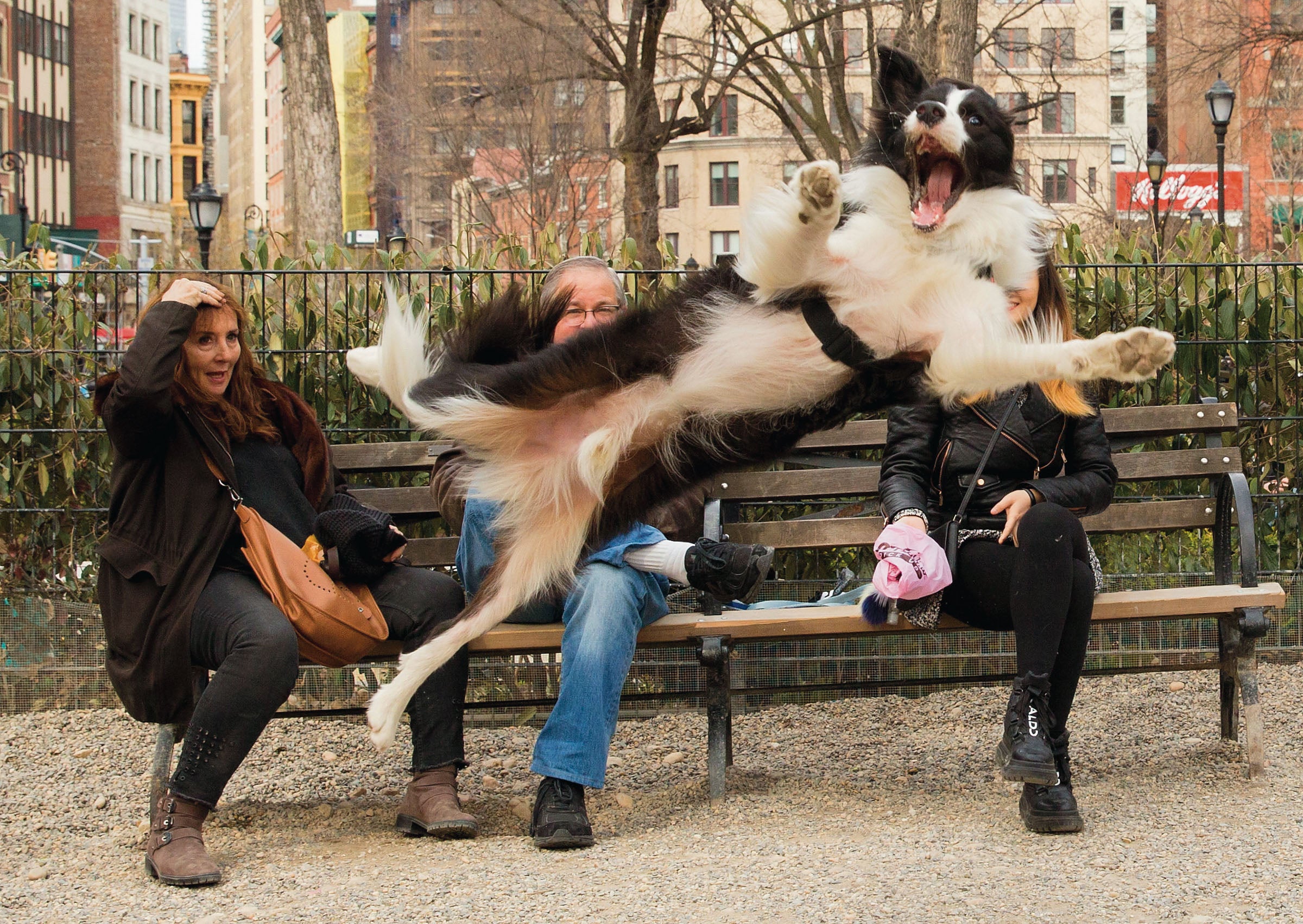 A dog leaps in front of people sitting on a bench in a park.
