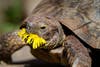 A tortoise eats a dandelion flower