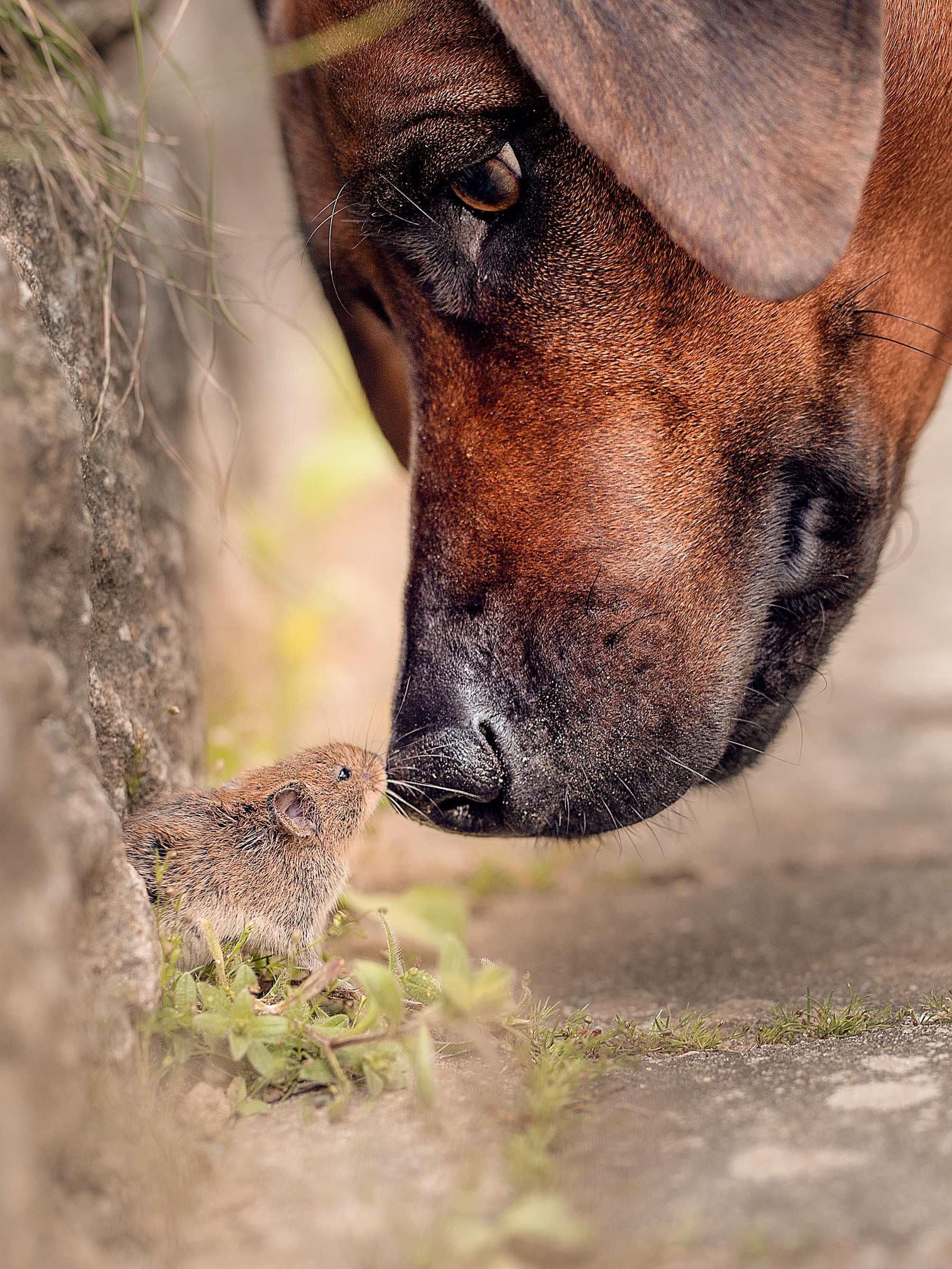 A large dog puts its nose up to the nose of a tiny mouse