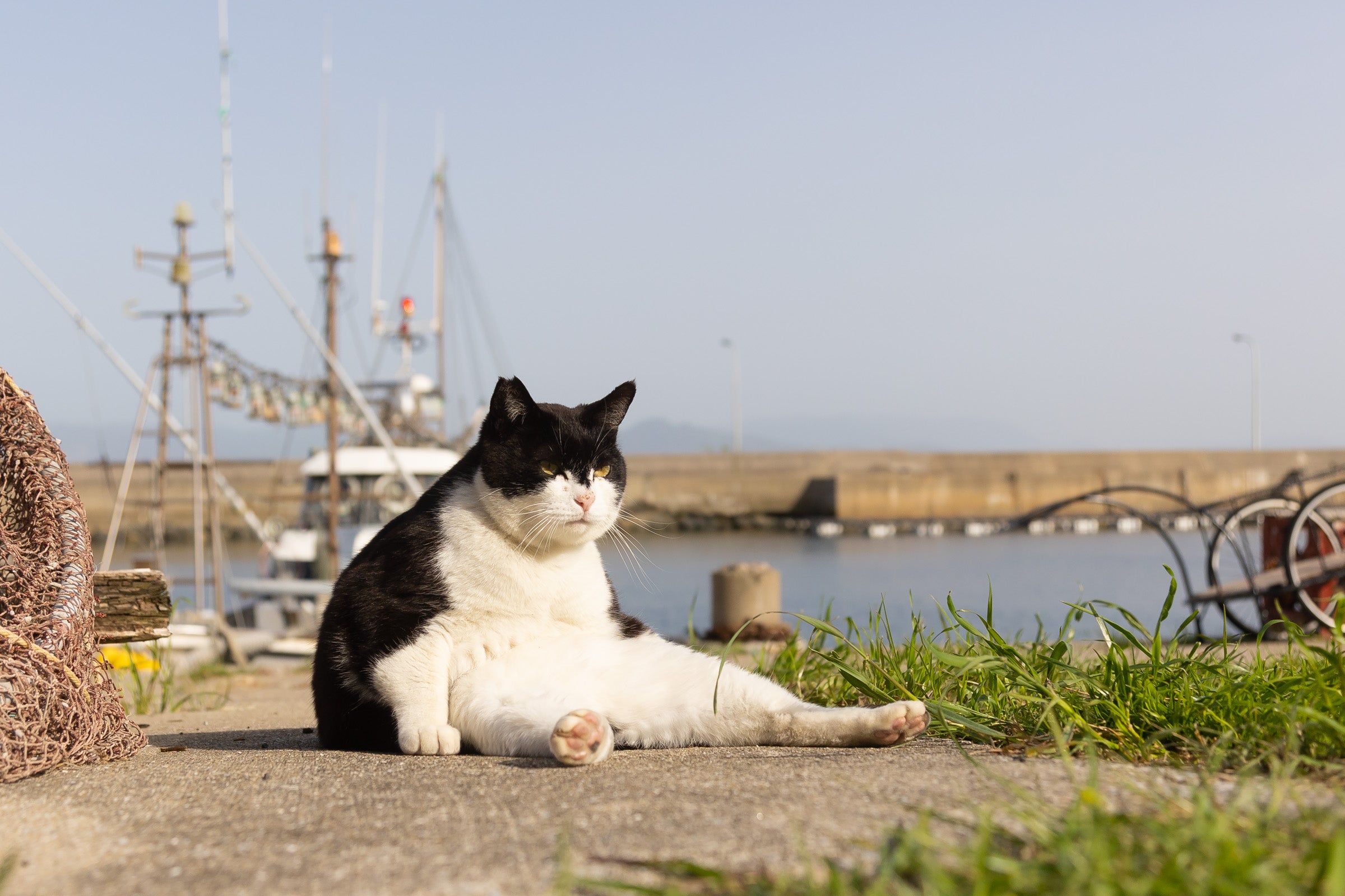 חתול שחור ולבן יושב מול נמל.