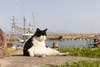 A black and white cat sits in front of a harbor. 