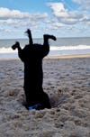 A black dog has his head buried in the sand at a beach