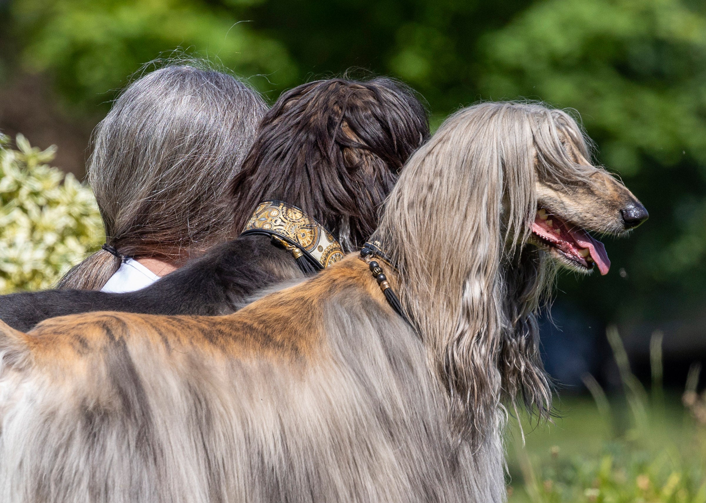 a woman blends in with her two long-haired dogs. 