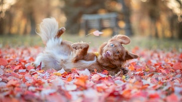 The Funny Pet Finalist photos will give you all the feels
