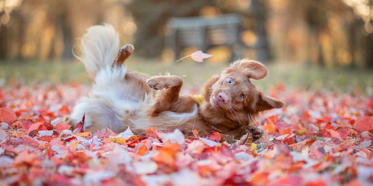 The Funny Pet Finalist photos will give you all the feels